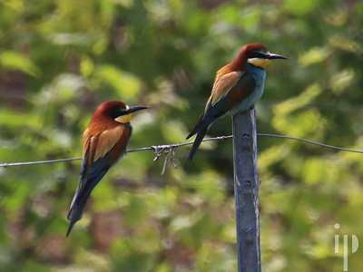 European bee-eater, Merops apiaster